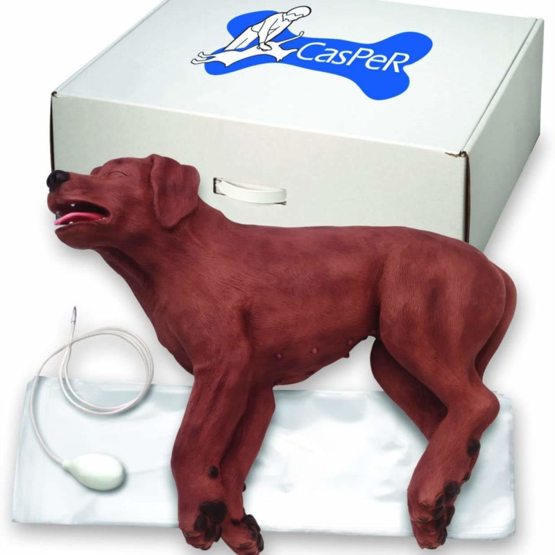 CasPeR - Manichino di cane per la rianimazione CPR